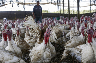 鳥インフルのヒトへの感染、初確認 エクアドル