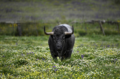 雄牛が脱走しショッピングセンターに出没、8人負傷 ペルー