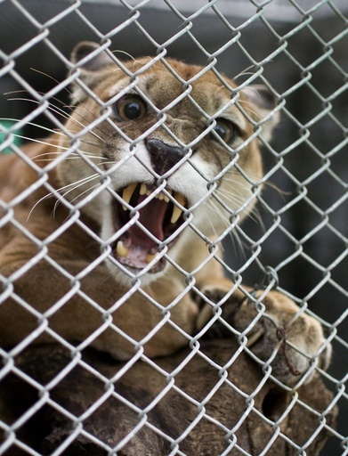 5歳児がピューマに襲われ負傷、米コロラド州