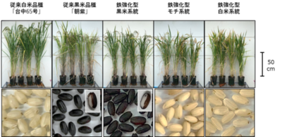 【東京農業大学（共同研究）】遺伝子組換えを使わず、鉄を多く含むコメの開発に成功　～鉄欠乏性貧血対策につながる新しい育種技術～