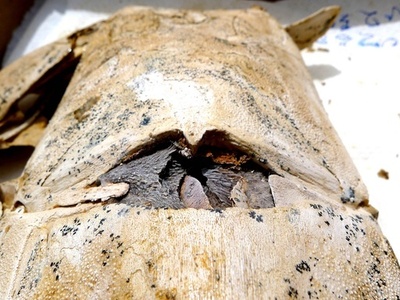 古代魚に「腹筋」、3億8000万年前の化石から発見