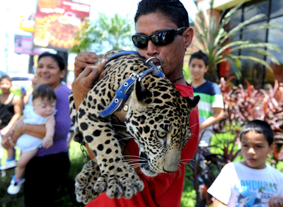 怖くない？サーカスでジャガーと記念撮影、ホンジュラス