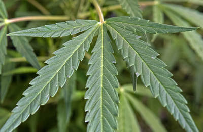 大麻栽培動画、警官の前でうっかり再生 英