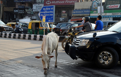 インドの空港、滑走路近くにウシ侵入で数便が目的地変更