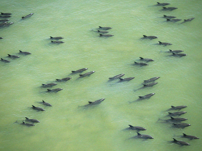 カズハゴンドウの集団座礁、200頭以上を救出 フィリピン