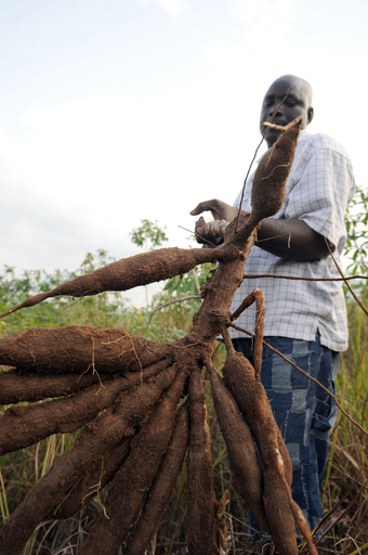 改良キャッサバでアフリカの飢餓を救え、ナイジェリア