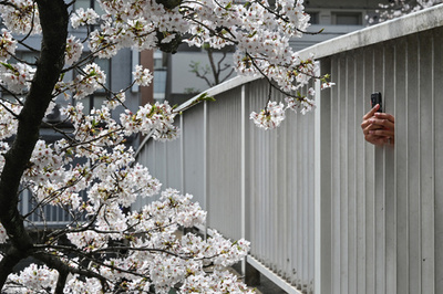 【今日の1枚】まだ間に合う、手を伸ばせば桜 東京