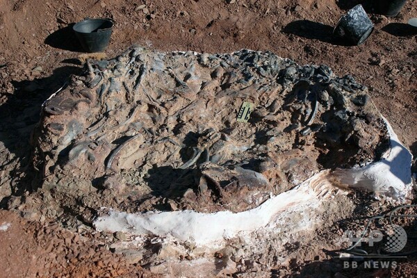 2億2000万年前の恐竜の化石を発見、アルゼンチン