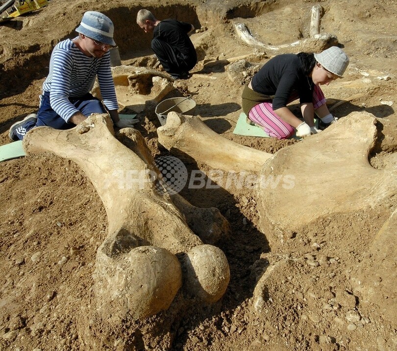 2億5000万年前の「大絶滅」の主要仮説を否定、英研究報告