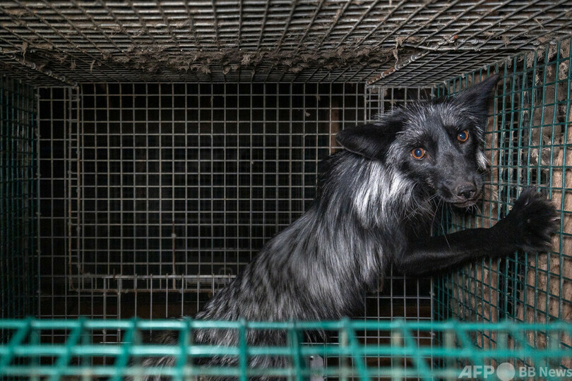 毛皮産業の闇、愛護団体が動物の窮状を極秘撮影 フィンランド