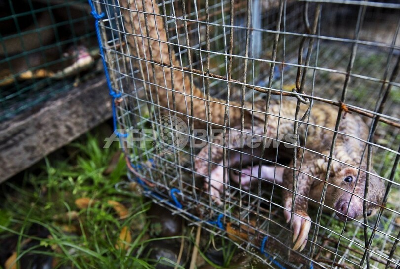 増加する野生動物の密売、インドネシア