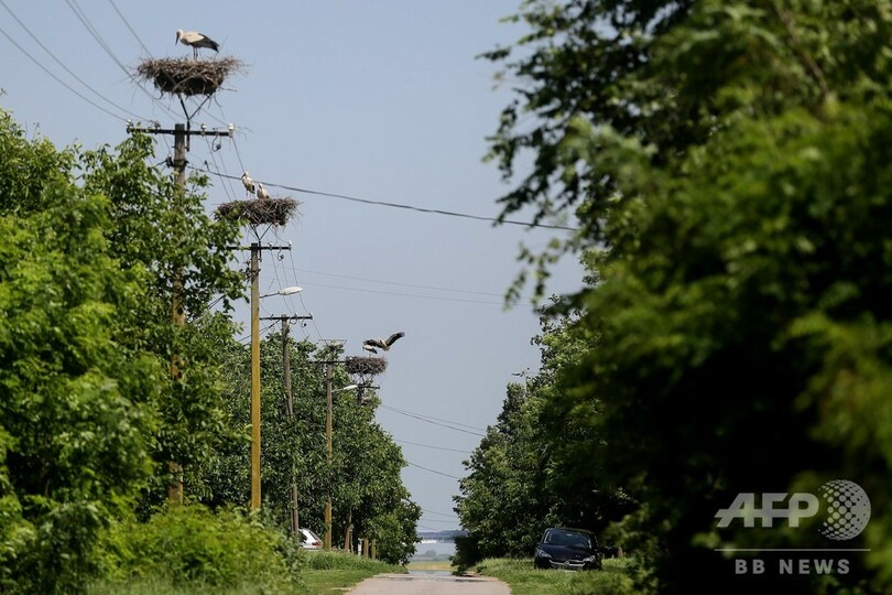 実は安全？コウノトリが電柱の上で子育て奮闘中 セルビア