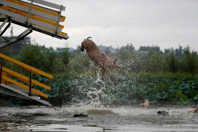肉質が良くなる？ブタが池にドボン 中国・瀋陽