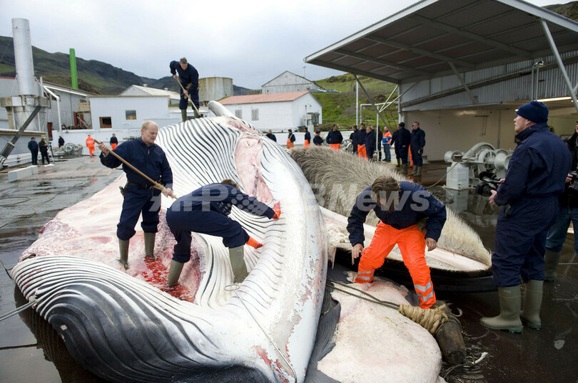 捕鯨国で進むクジラ製品開発、NGO報告書