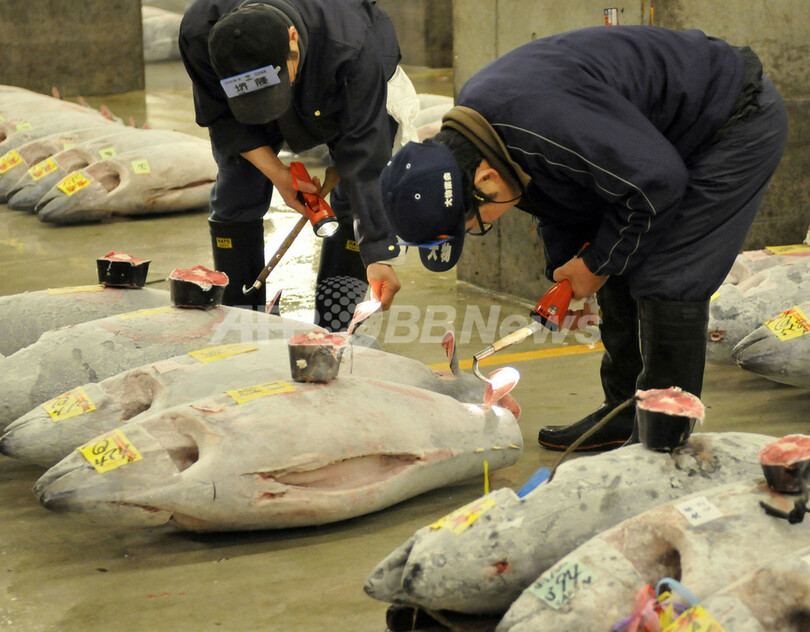 クロマグロ国際取引禁止案は「不公平」、水産庁