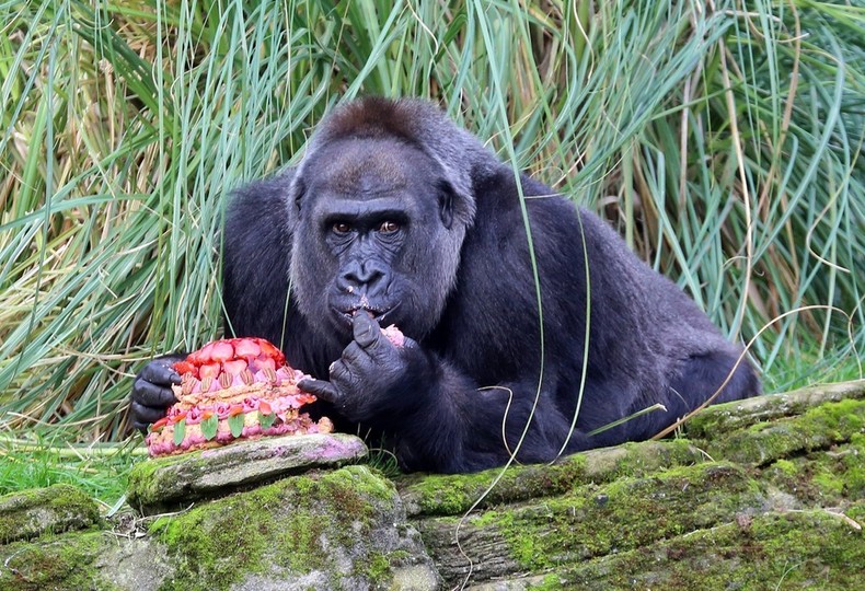 40歳の誕生日を迎えたゴリラ、ケーキでお祝い ロンドン動物園 40歳の誕生日を迎えたゴリラ、ケーキでお祝い ロンドン動物園