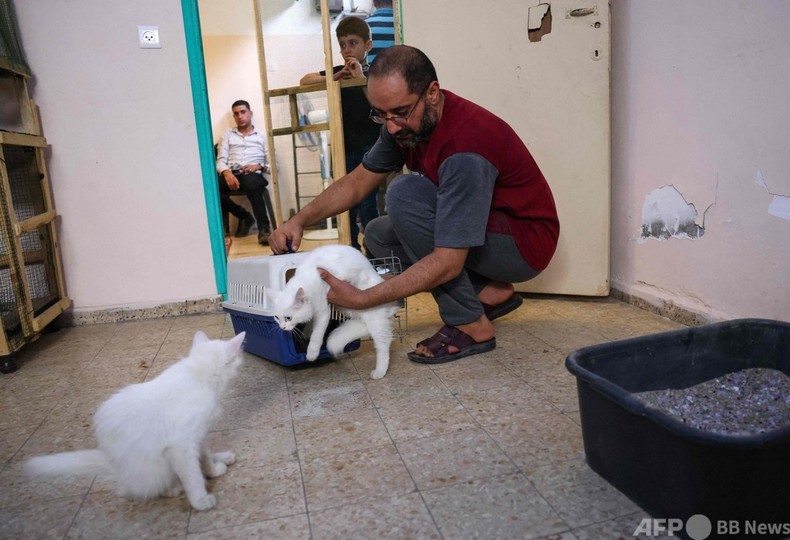 世界猫の日 ガザで保護される捨て猫たち 写真14枚 国際ニュース Afpbb News