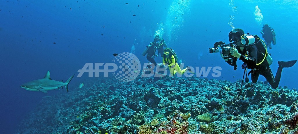 サメの乱獲でサンゴ礁破壊が深刻化、豪研究 サメの乱獲でサンゴ礁破壊が深刻化、豪研究