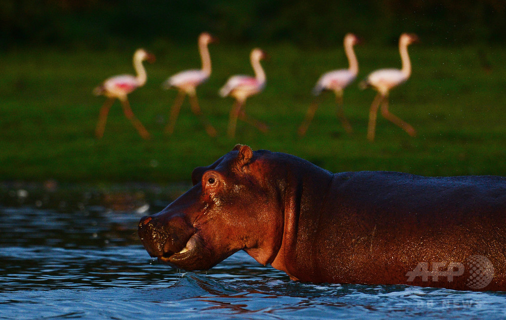 ナミビアで炭疽発生か カバ100頭以上死ぬ ナミビアで炭疽発生か カバ100頭以上死ぬ