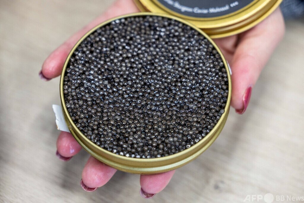 「ロシア産キャビア」 虚像と闘うポーランドの生産業者 写真10枚 国際ニュース:AFPBB News
