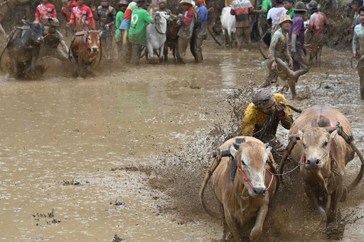 泥を浴びてもしっぽを離すな！ インドネシア伝統の牛レース 写真21枚