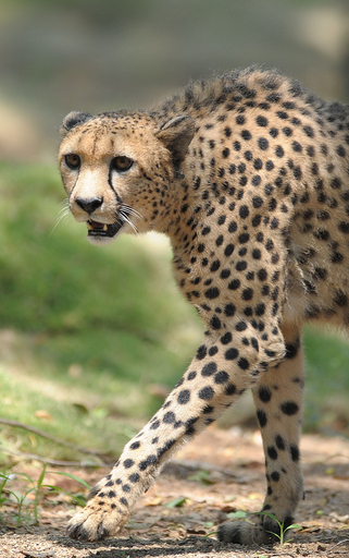 アフリカチーター、チェコからインドにお引越し 写真7枚 国際ニュース