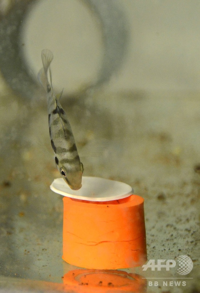 中米原産の誠実な魚、意中の個体と離れると悲観的に 仏研究 中米原産の誠実な魚、意中の個体と離れると悲観的に 仏研究