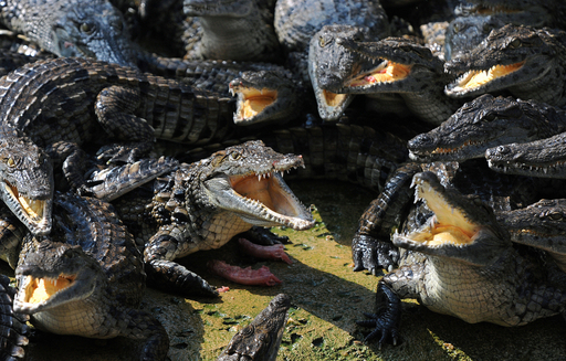 img_11d5e9a9b3a71bff1d864367b0