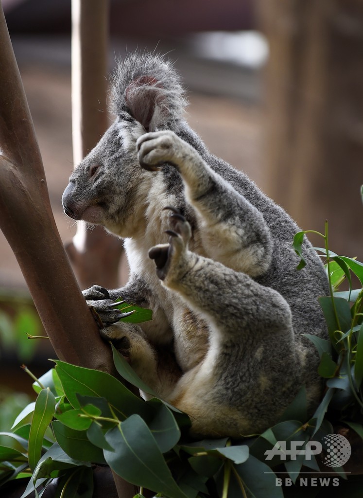ベルギーの動物園でコアラの死相次ぐ 1か月で2匹 写真1枚 国際ニュース Afpbb News
