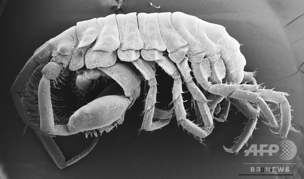 ジンベエザメの口内に生息する新種のヨコエビ発見 広島大研究チーム ジンベエザメの口内に生息する新種のヨコエビ発見 広島大研究チーム