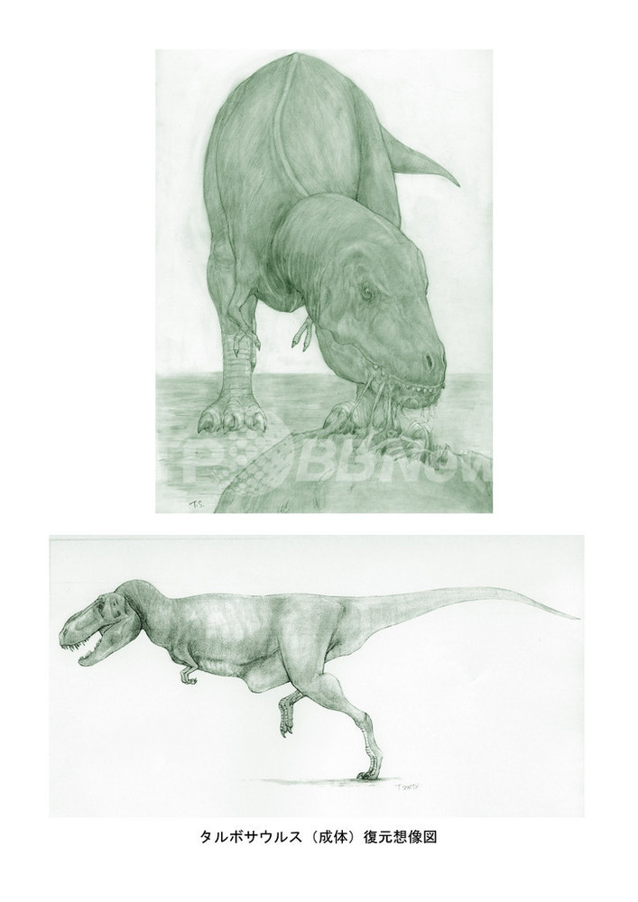 モンゴルで「タルボザウルス｣の化石を発掘 写真4枚 国際ニュース