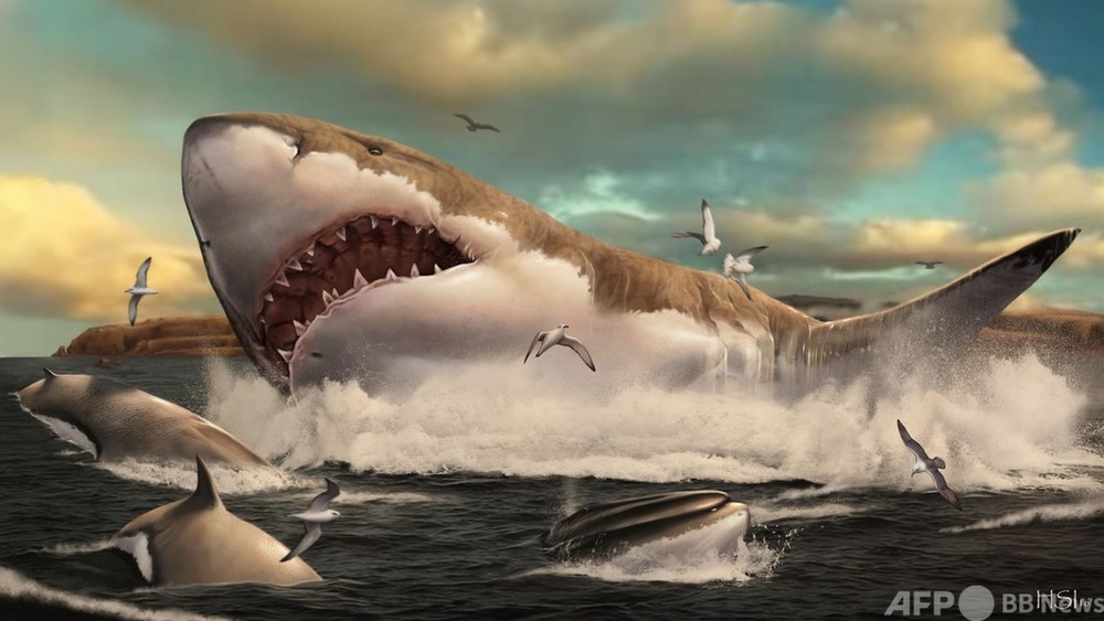 古代の巨大サメ、暖かい浅瀬の「託児所」減少で絶滅か 研究