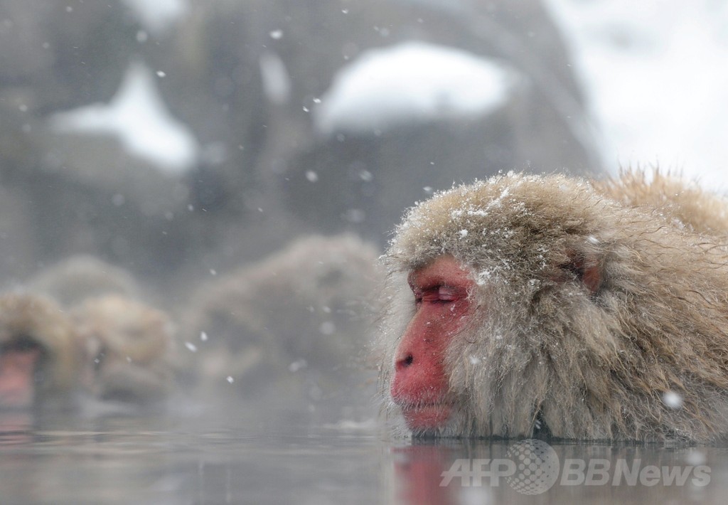露天風呂を満喫する地獄谷のニホンザルたち