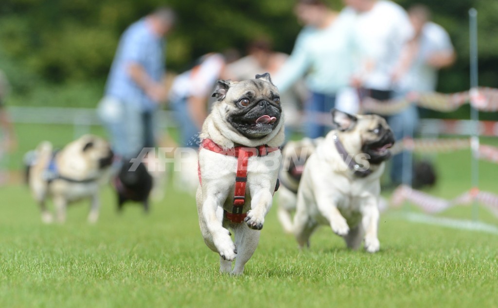 パグとブルドッグが大集合、ドイツのレース競技会