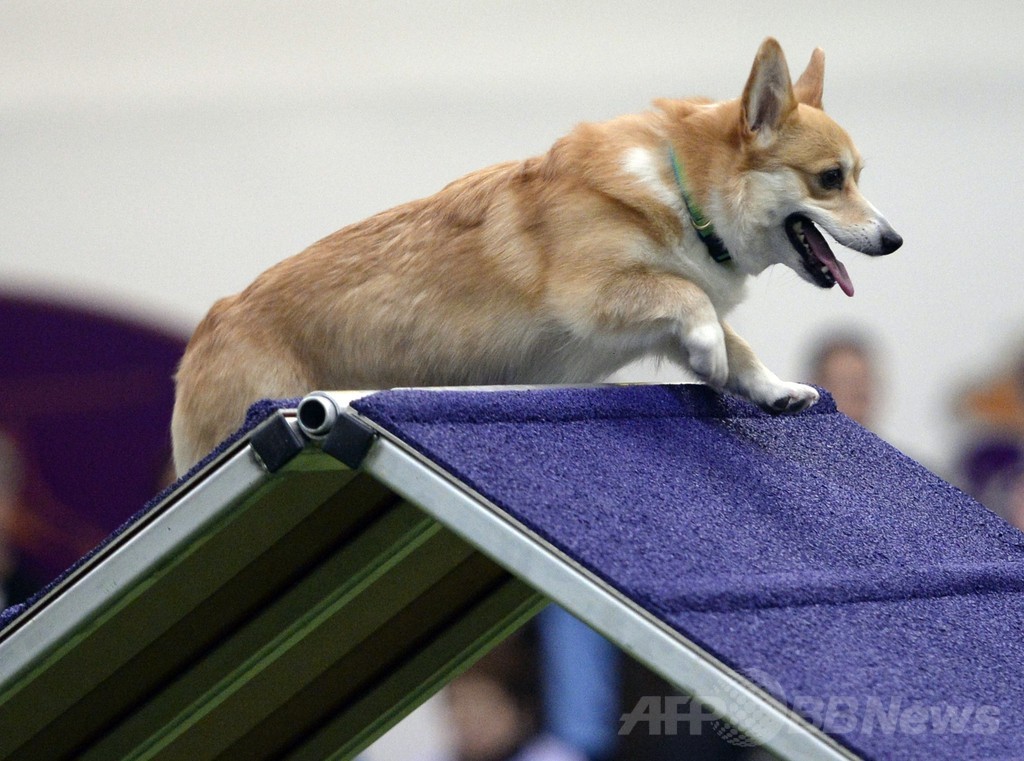 犬の機敏さ競う「アジリティ」選手権、NYで開催