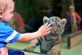 チェコ東部オロモウツの動物園でお披露目されたシベリアトラの子どもを触ろうとする男の子（2015年6月30日撮影）。(c)AFP/RADEK MICA