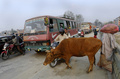 ネパールの首都カトマンズ（Kathmandu）で、路上をうろつくウシ（2013年4月2日撮影）。(c)AFP/Prakash MATHEMA