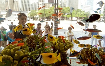 銀座を泳ぐ沖縄の魚たち、「ソニー アクアリウム」開幕