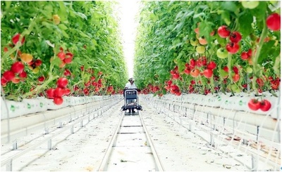 中国は植物工場の建設を推進