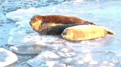 中国東北部に到来するゴマフアザラシ、3年連続で増加