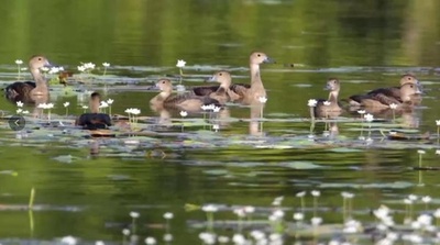中国海南島、70余種3万羽以上の水鳥が越冬に飛来