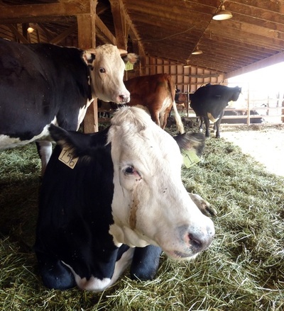 家畜の遺伝子編集、前途有望な技術に大きな落とし穴