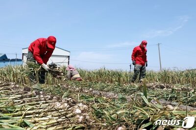 地球温暖化の影響、「亜熱帯性植物病」拡大…韓国・農業に深刻な打撃