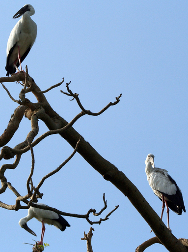 インドで渡り鳥の季節到来