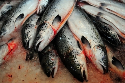 環境を破壊する海産物、販売中止したスーパーを評価 グリーンピース