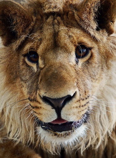 新しい環境に「笑顔」、瀕死状態から保護のライオン カブール