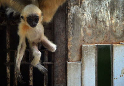 北京動物園のホオジロテナガザル