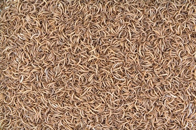 甲虫の幼虫からドッグフードも 環境に優しい飼料生産目指す仏企業