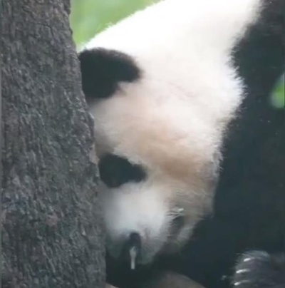 中国パンダ界のトップスター「和花」が病気 お見舞いのメッセージが続々