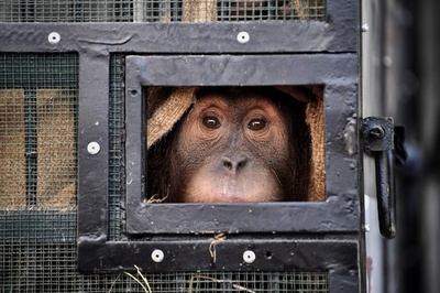 密輸されたオランウータン2頭、タイから故郷インドネシアへ